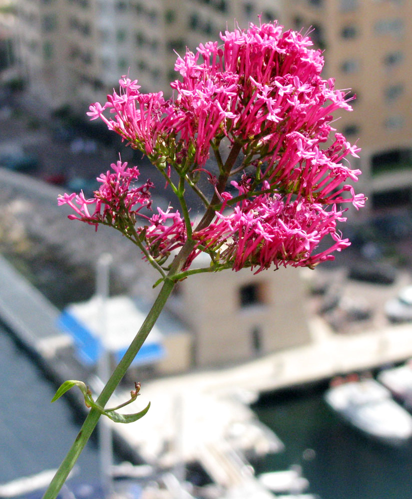 Image of Centranthus ruber specimen.