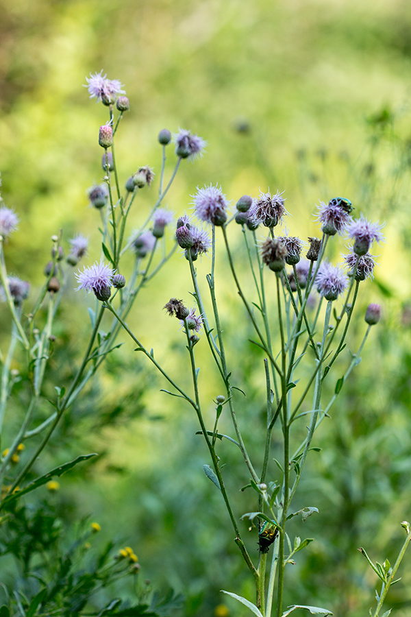 Изображение особи Cirsium setosum.