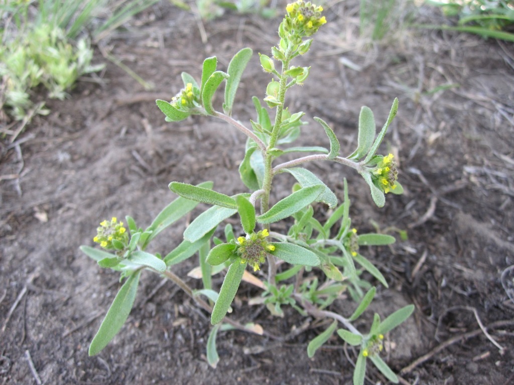 Image of Alyssum turkestanicum var. desertorum specimen.