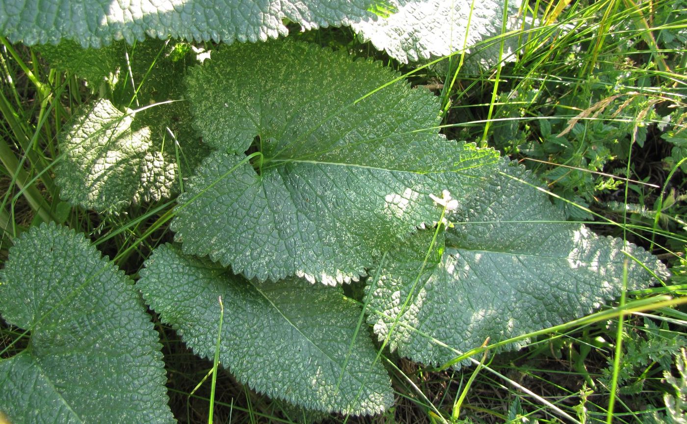 Image of Phlomoides tuberosa specimen.