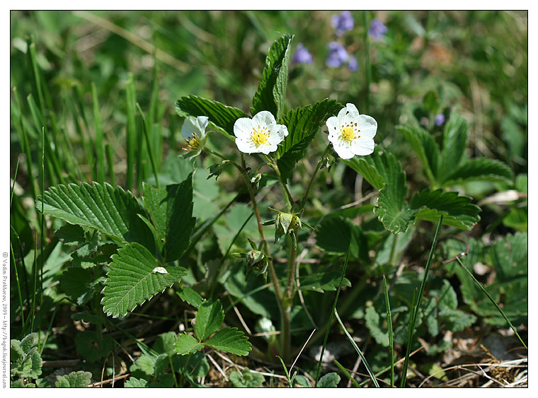 Изображение особи Fragaria vesca.