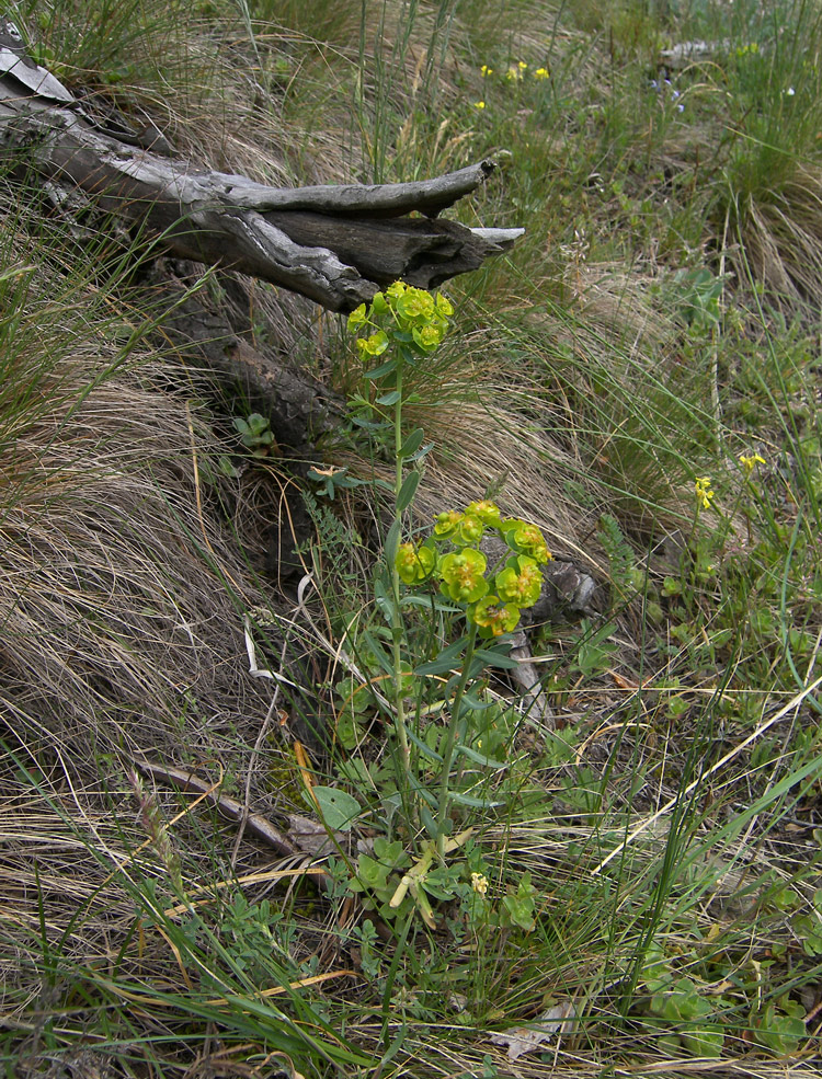 Изображение особи Euphorbia boissieriana.