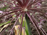 Allium schubertii. Часть отцветающего соцветия. Германия, г. Krefeld, Ботанический сад. 10.06.2013.