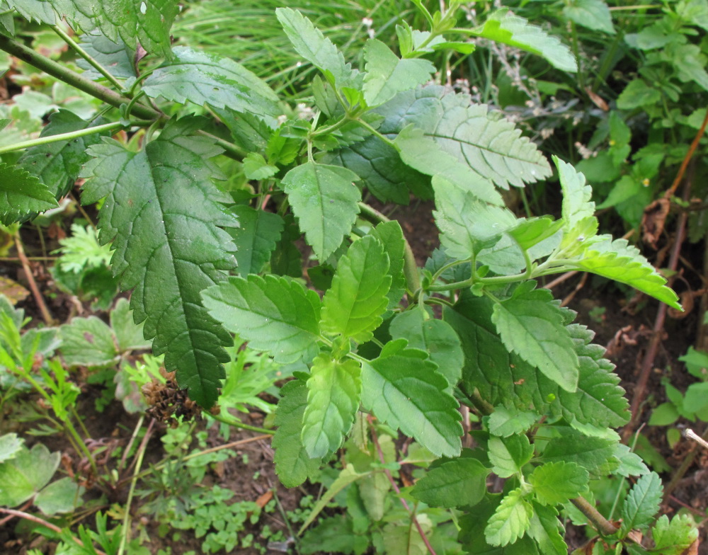 Image of Veronica daurica specimen.