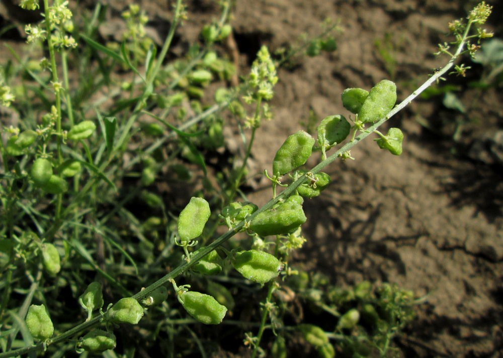 Image of Reseda lutea specimen.