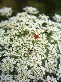 Daucus carota