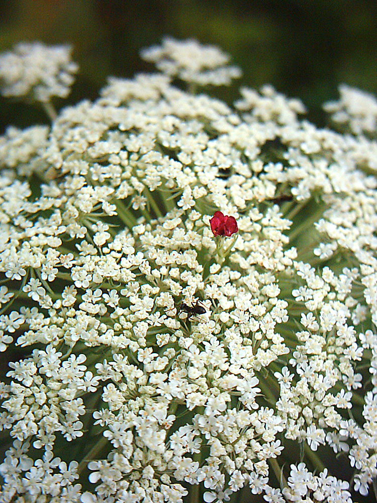 Image of Daucus carota specimen.