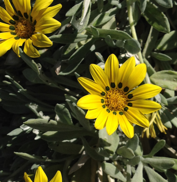 Image of genus Gazania specimen.