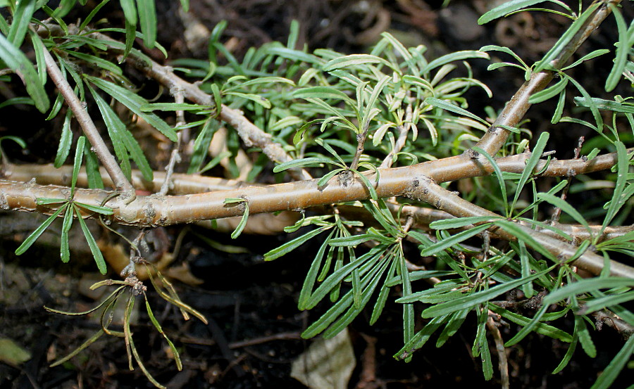 Image of Rhamnus erythroxyloides specimen.