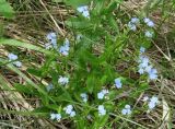 Myosotis palustris