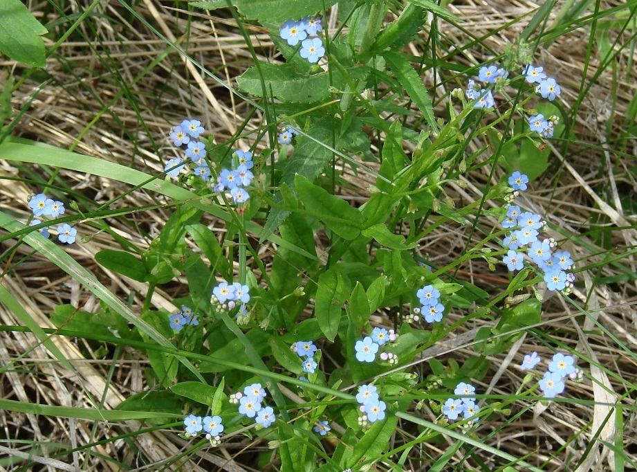 Изображение особи Myosotis palustris.