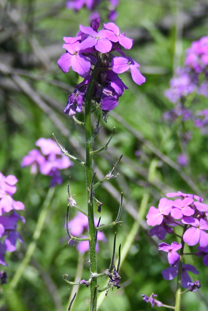 Изображение особи Hesperis sibirica.