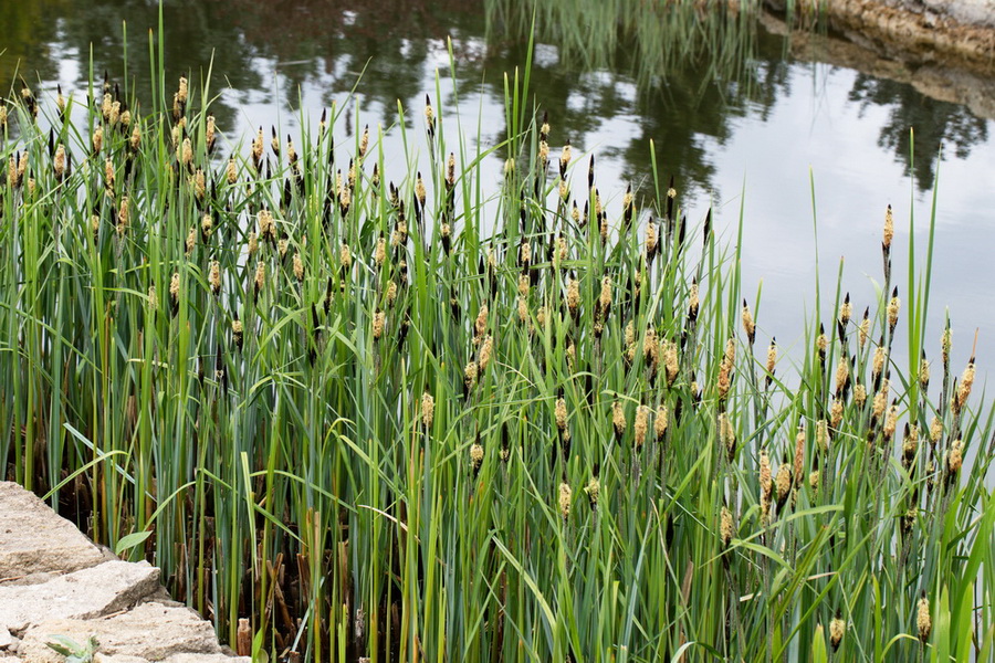 Image of Carex riparia specimen.