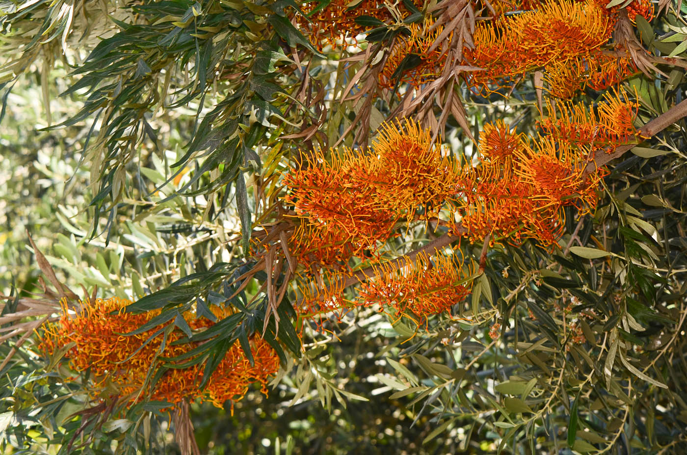 Image of Grevillea robusta specimen.