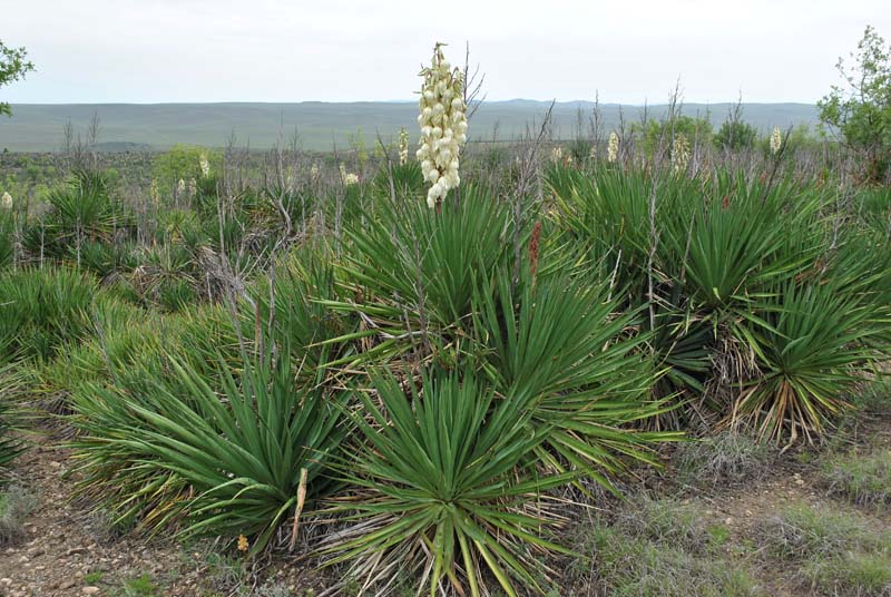 Image of Yucca gloriosa specimen.