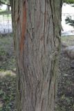 Chamaecyparis pisifera. Часть ствола. Сахалинская область, г. Южно-Сахалинск. 04.05.2014.