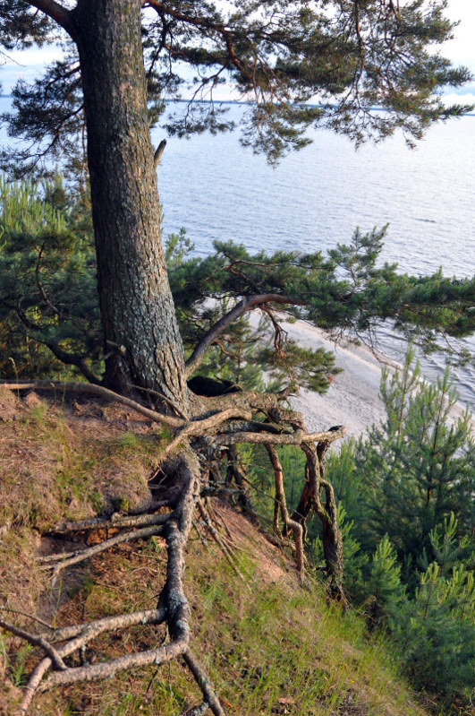 Изображение особи Pinus sylvestris.