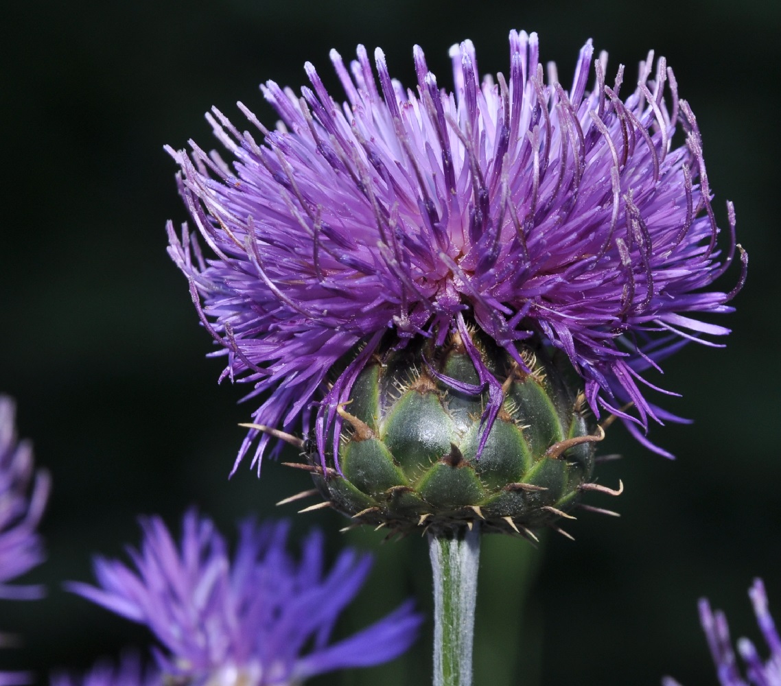 Image of Centaurea graeca specimen.