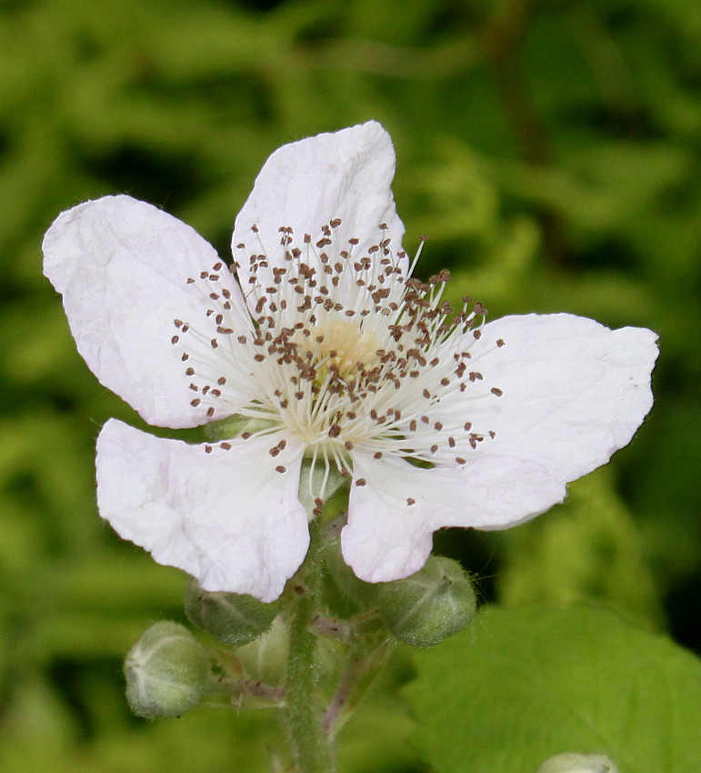 Image of genus Rubus specimen.