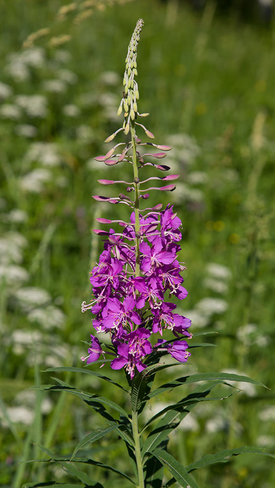 Image of Chamaenerion angustifolium specimen.