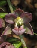 Epipactis helleborine. Цветок. Крым, окр. Ялты, гора Лапата, буковый лес. 18 июля 2014 г.