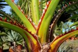 Washingtonia robusta