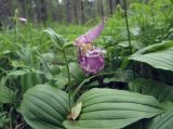 Cypripedium guttatum