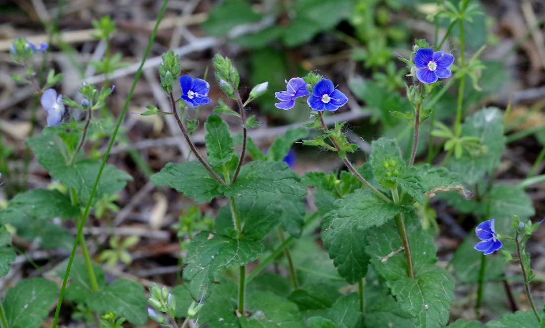 Image of Veronica chamaedrys specimen.