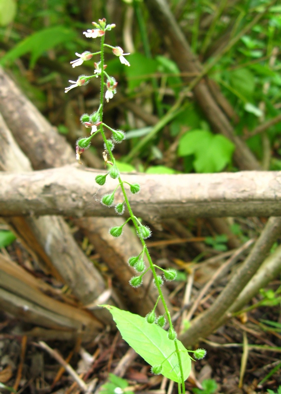 Image of Circaea lutetiana ssp. quadrisulcata specimen.