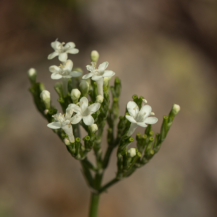 Image of Valeriana alpestris specimen.