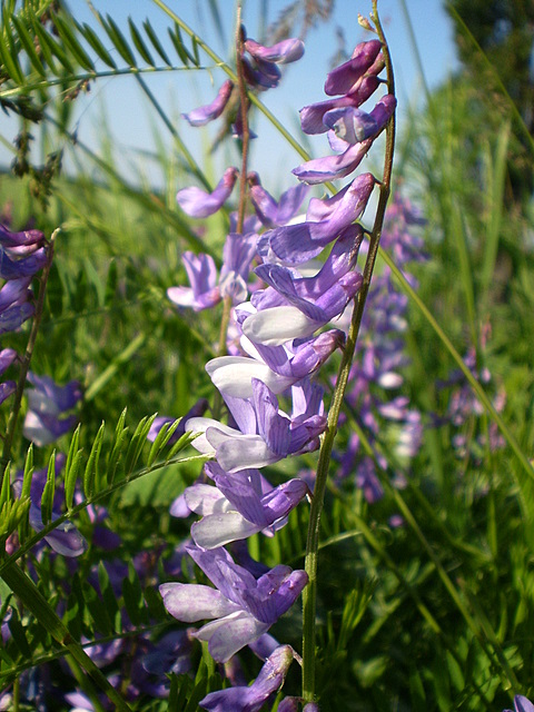 Image of Vicia tenuifolia specimen.