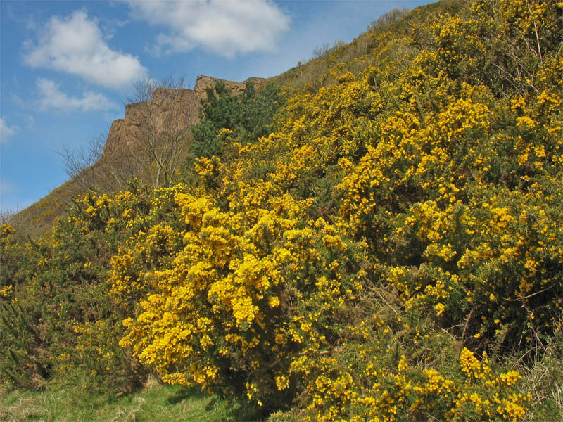 Image of Ulex europaea specimen.