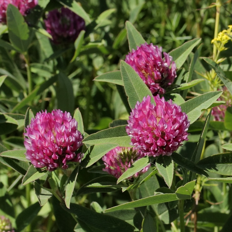 Image of Trifolium medium specimen.