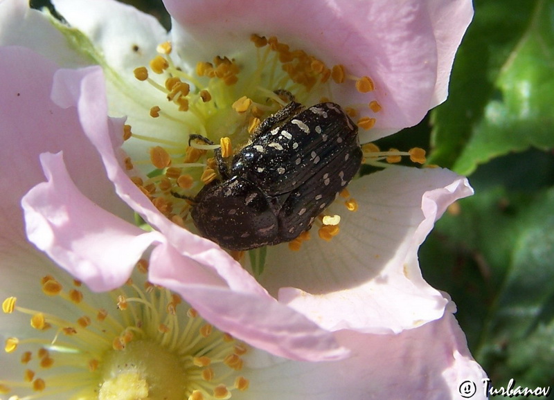 Image of Rosa canina specimen.