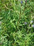 Aconitum baicalense