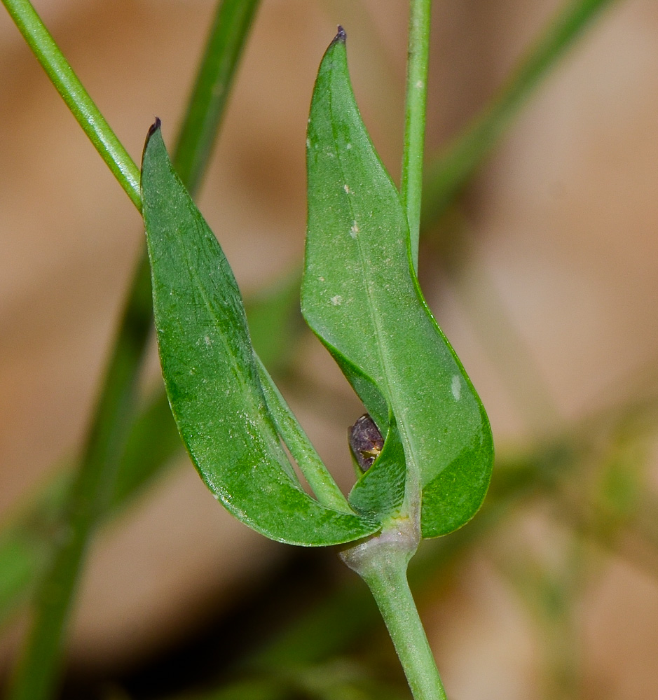 Image of Silene behen specimen.