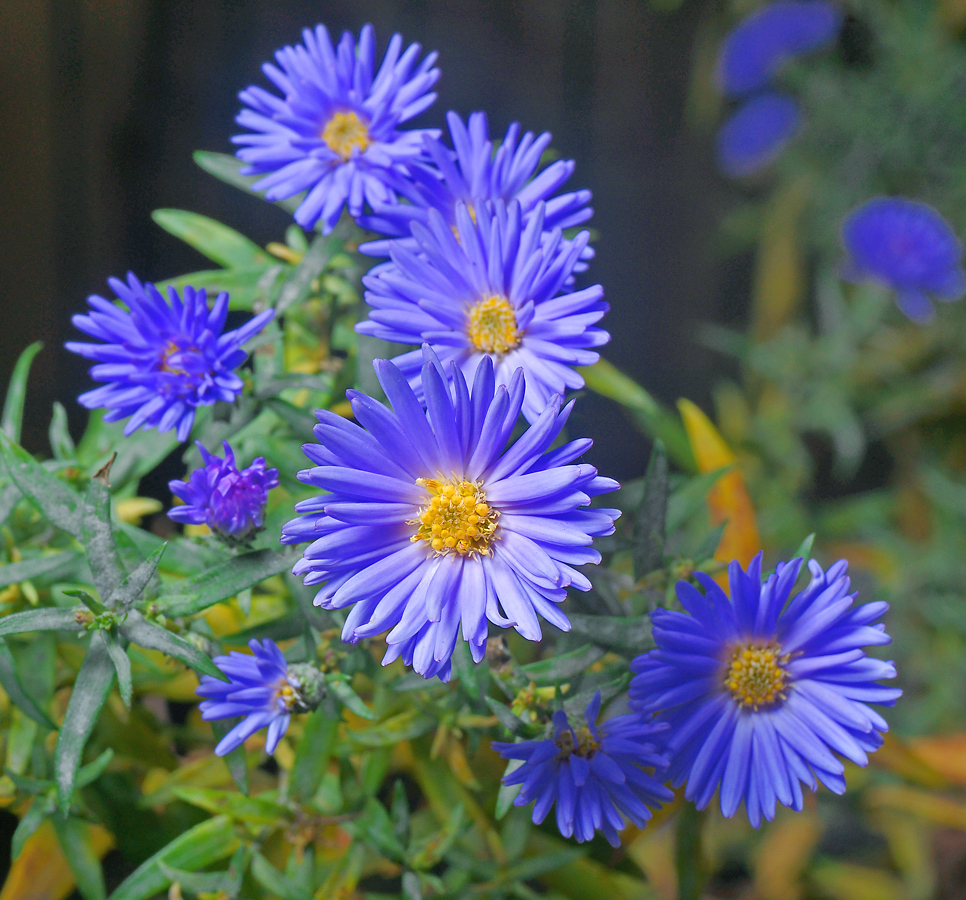 Изображение особи Symphyotrichum &times; versicolor.