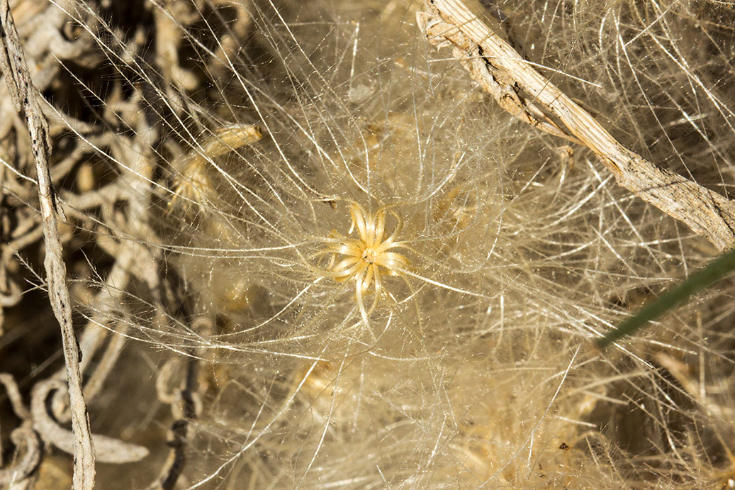 Изображение особи Carlina gummifera.