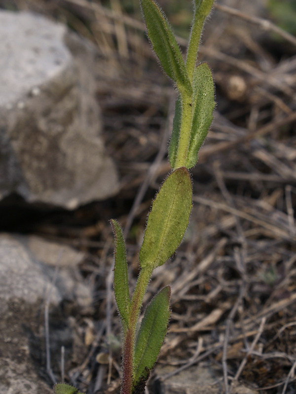 Image of Arabis borealis specimen.