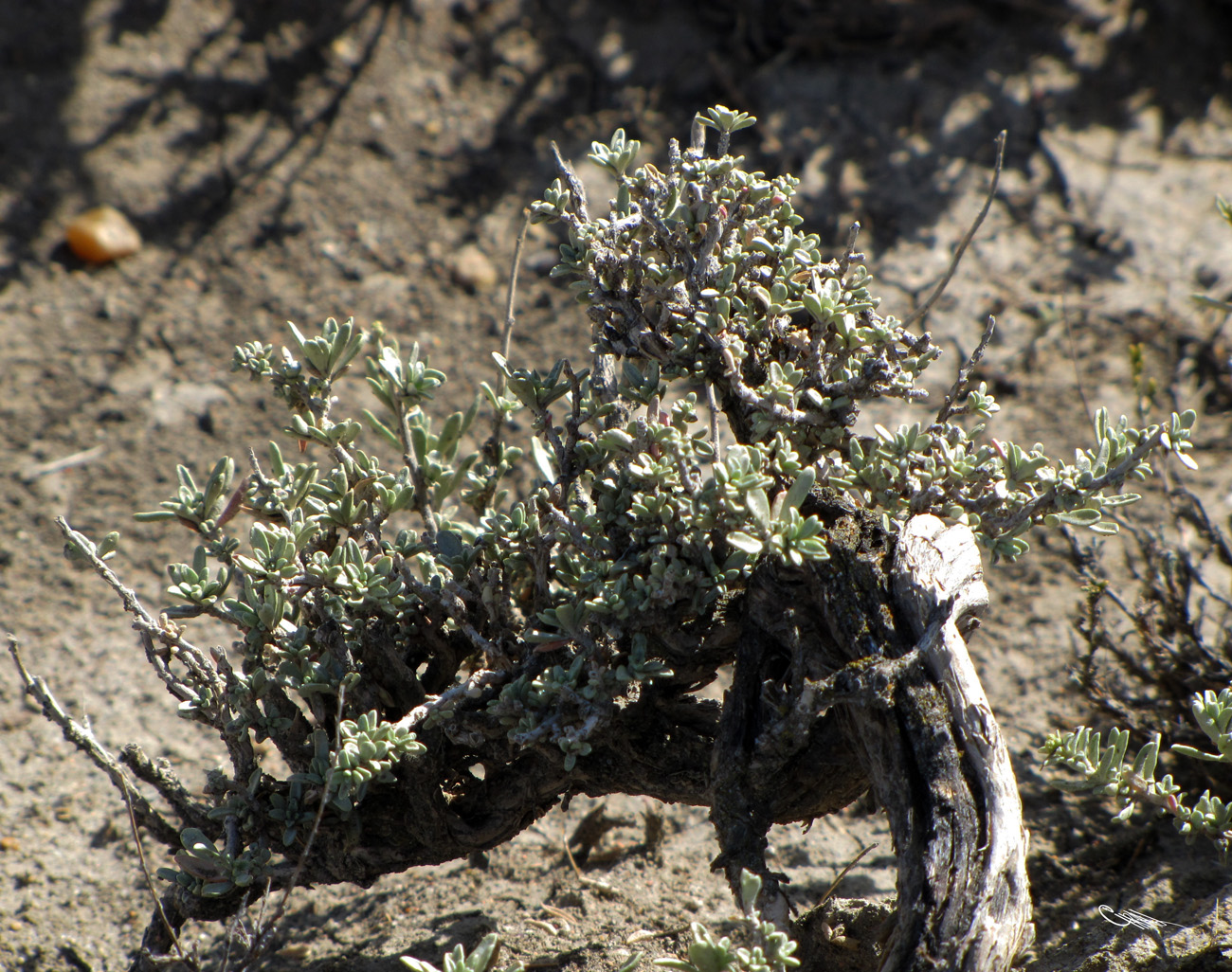 Image of Atriplex cana specimen.