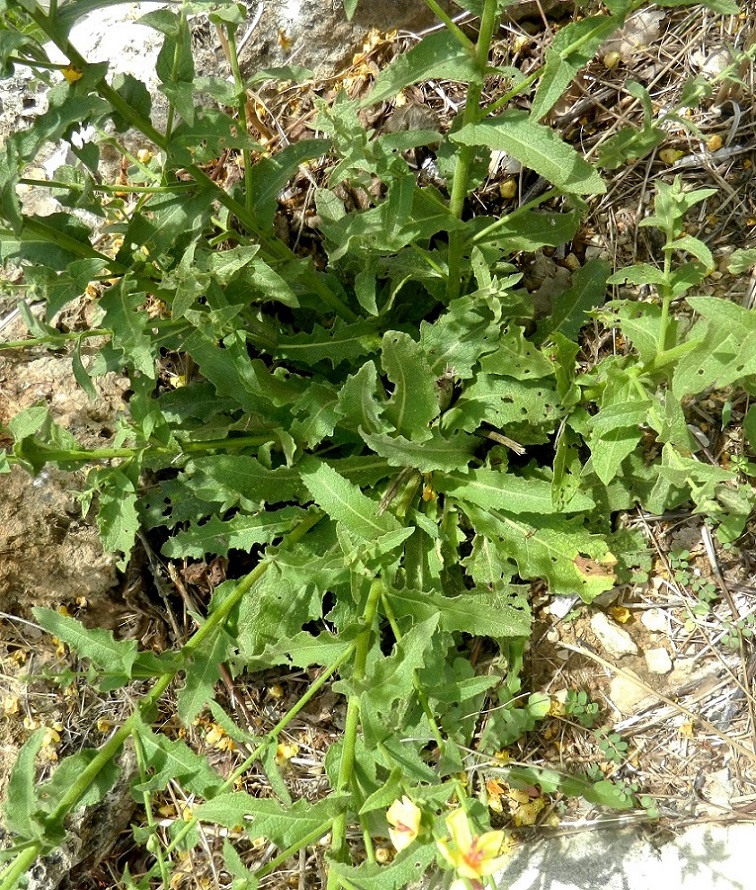Изображение особи Verbascum chaixii.