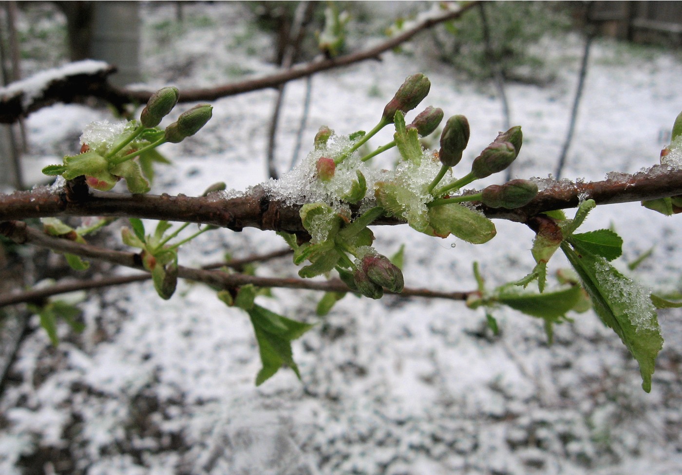 Изображение особи Cerasus vulgaris.