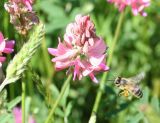 Onobrychis viciifolia. Соцветие с подлетающей пчелой медоносной (Apis mellifera L.). Восточный Казахстан, Уланский р-н, окр. с. Украинка, луг. 12.06.2007.