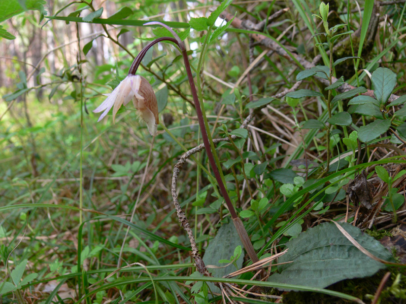 Image of Calypso bulbosa specimen.