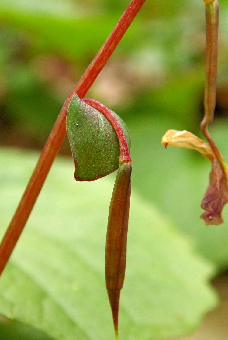 Image of Corydalis caucasica specimen.