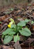 Primula macrocalyx