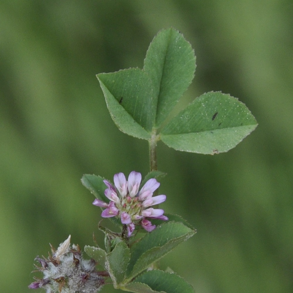 Изображение особи Trifolium resupinatum.