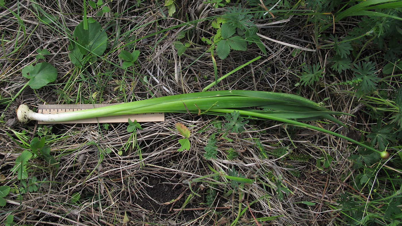 Изображение особи Allium decipiens.