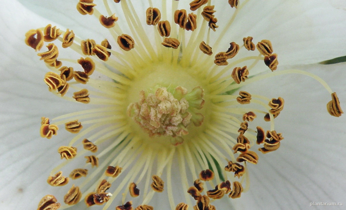 Image of Rosa corymbifera var. tomentosa specimen.