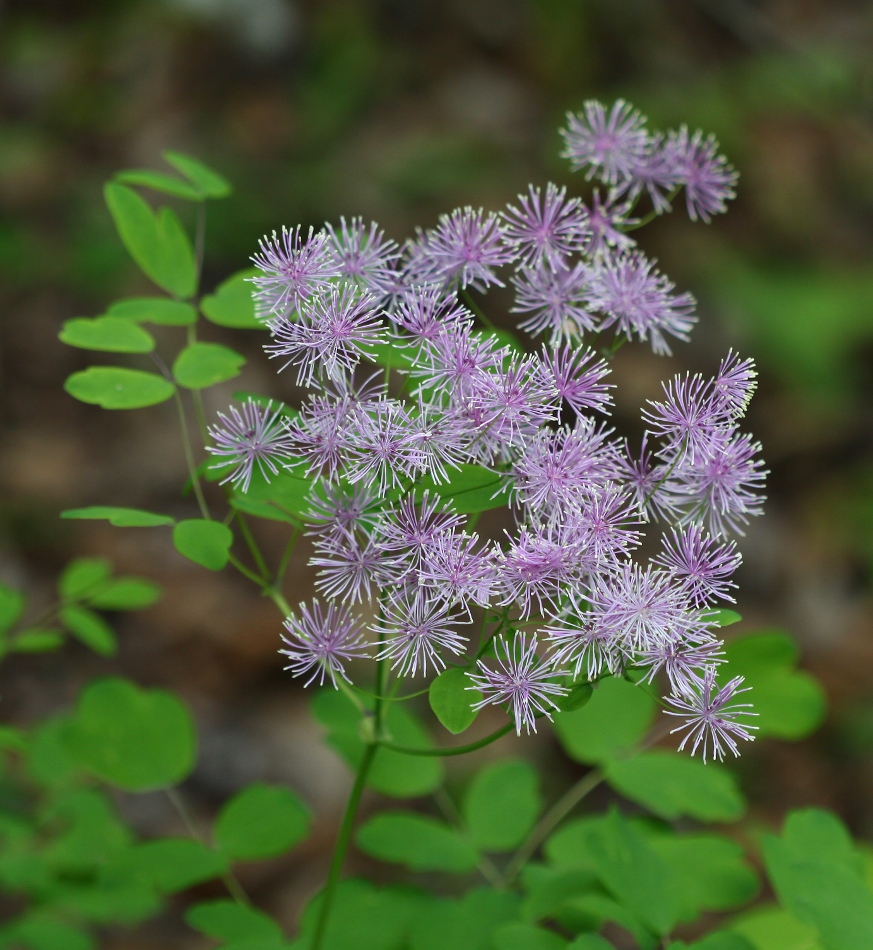 Image of Thalictrum contortum specimen.